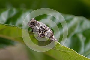 Gray tree frog Dryophytes versicolor, sitting on a leaf